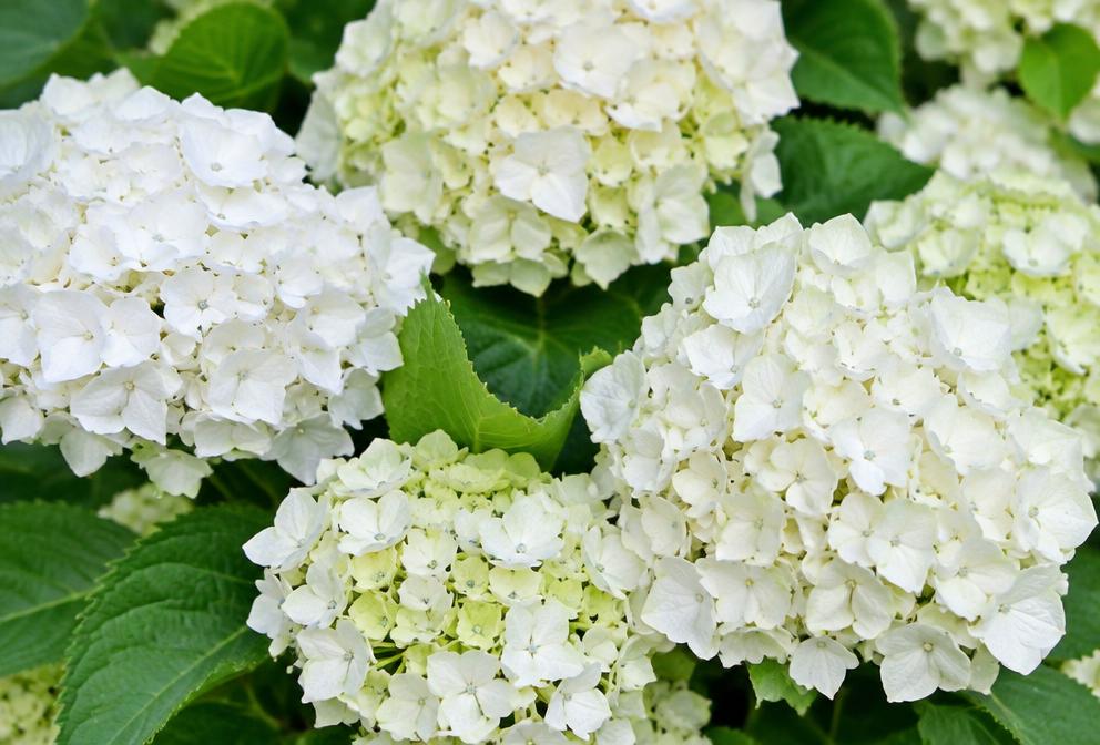 Hydrangea Care