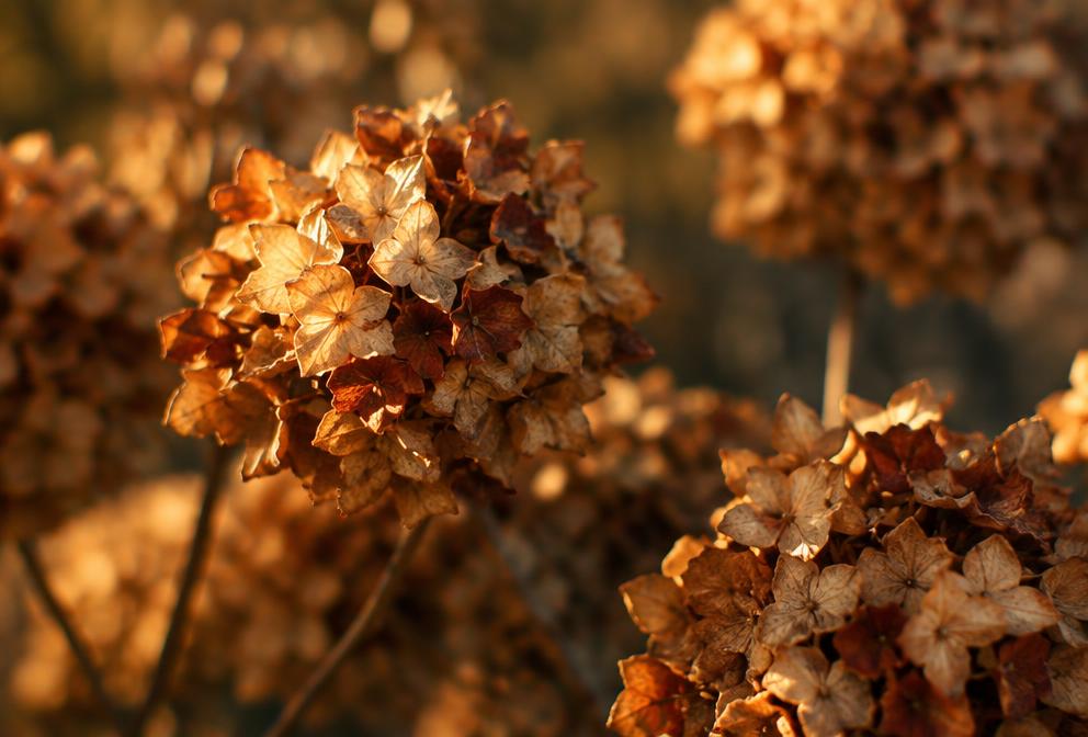 Seasonal Care